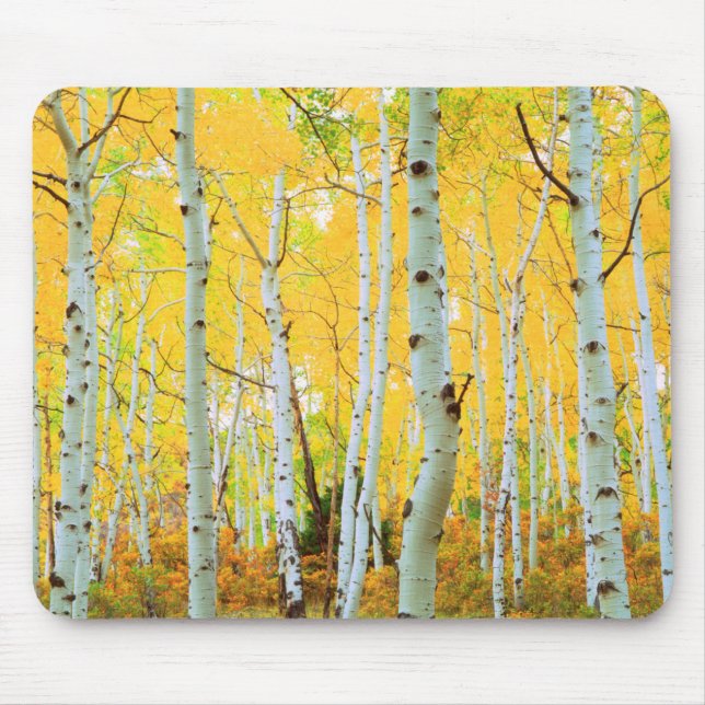 Fall colors of Aspen trees 1 Mouse Pad (Front)