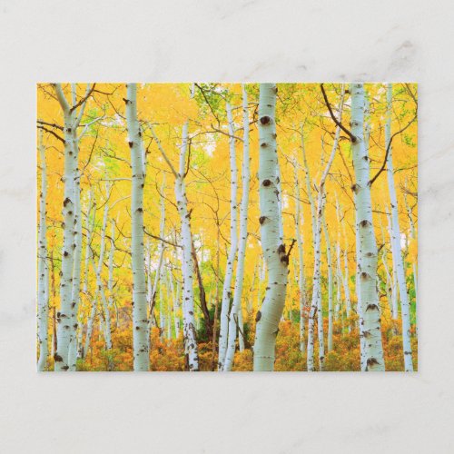 Fall colors of Aspen trees 1 Postcard