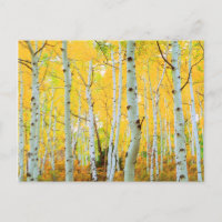 Fall colors of Aspen trees 1