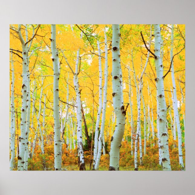 Fall colors of Aspen trees 1 Poster (Front)