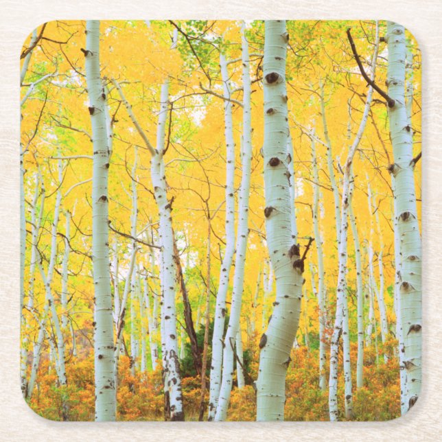 Fall colors of Aspen trees 1 Square Paper Coaster (Front)