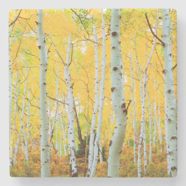 Fall colors of Aspen trees 1 Stone Coaster (Front)