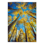 Fall colors of Aspen trees 2 (Front)