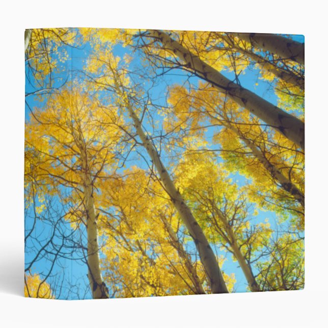 Fall colors of Aspen trees 2 3 Ring Binder (Front/Spine)