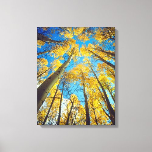 Fall colors of Aspen trees 2 Canvas Print