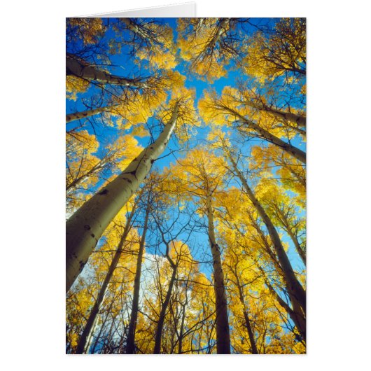Fall colors of Aspen trees 2 Cards (Front)