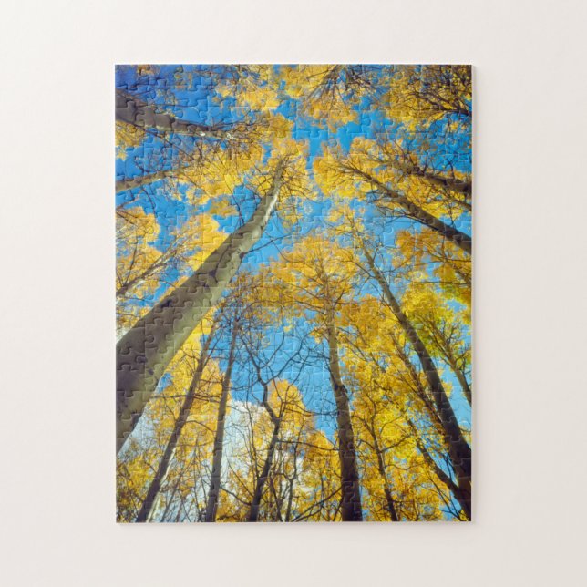 Fall colors of Aspen trees 2 Jigsaw Puzzle (Vertical)
