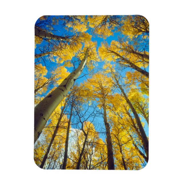 Fall colors of Aspen trees 2 Magnet (Vertical)