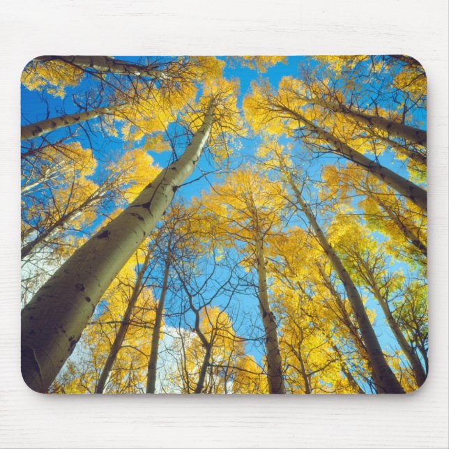 Fall colors of Aspen trees 2 Mouse Pad (Front)