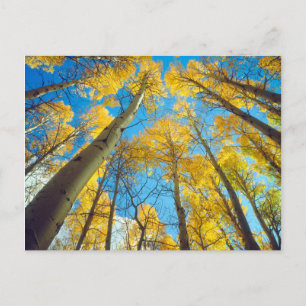 Fall colors of Aspen trees 2 Postcard
