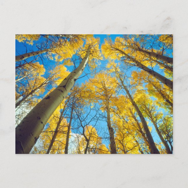 Fall colors of Aspen trees 2 Postcard (Front)
