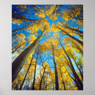 Fall colors of Aspen trees 2 Poster