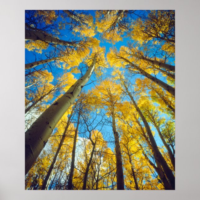 Fall colors of Aspen trees 2 Poster (Front)