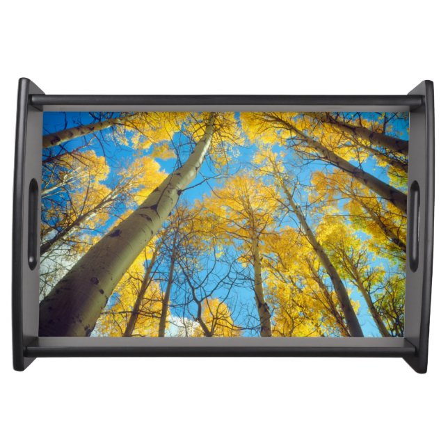 Fall colors of Aspen trees 2 Serving Tray (Front)