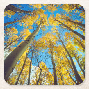 Fall colors of Aspen trees 2 Square Paper Coaster