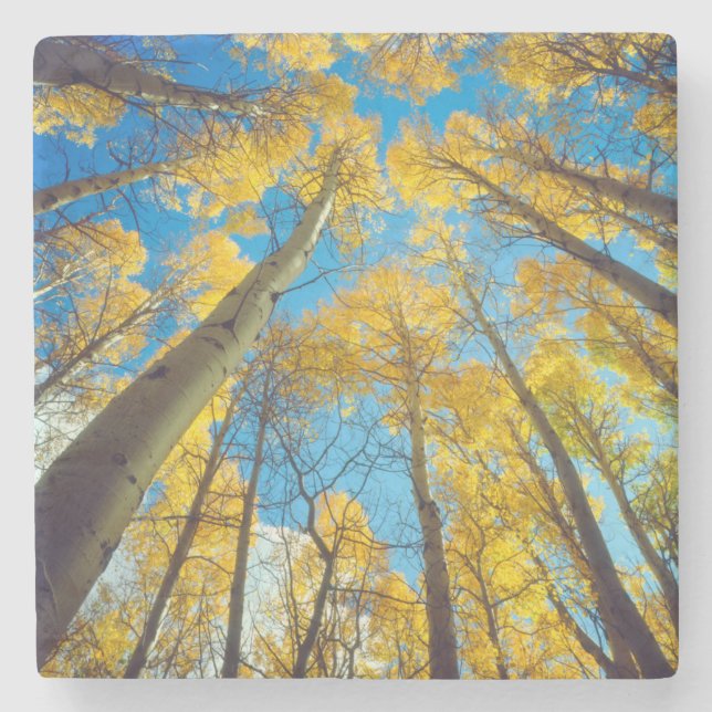 Fall colors of Aspen trees 2 Stone Coaster (Front)
