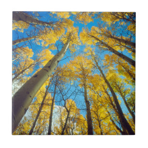 Fall colors of Aspen trees 2 Tile