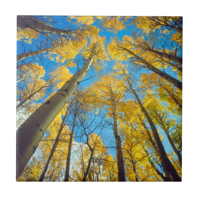 Fall colors of Aspen trees 2 Tile (Front)