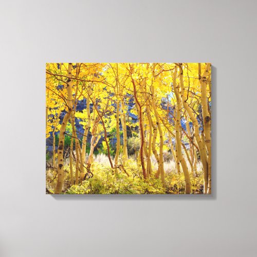 Fall colors of Aspen trees 3 Canvas Print