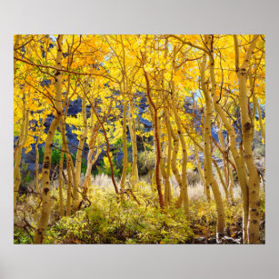 Fall colors of Aspen trees 3 Poster