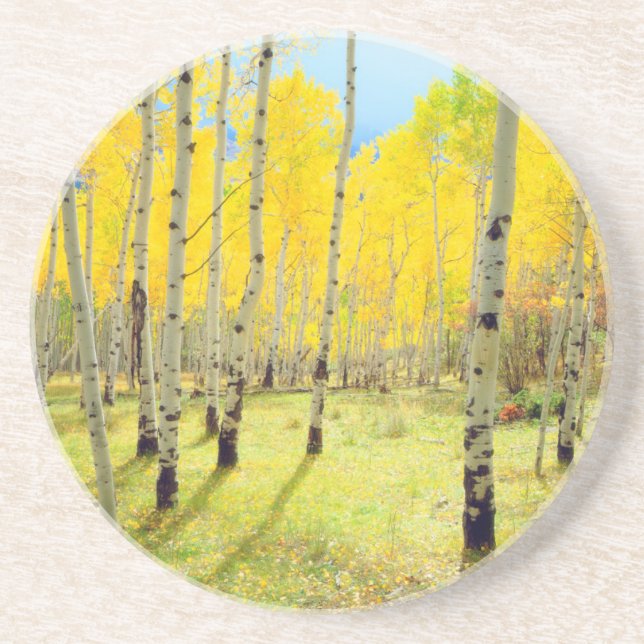 Fall colors of Aspen trees 4 Coaster (Front)