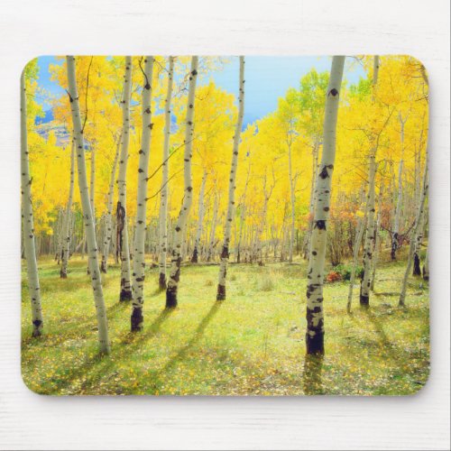 Fall colors of Aspen trees 4 Mouse Pad