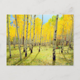 Fall colors of Aspen trees 4 Postcard