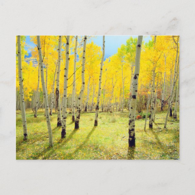 Fall colors of Aspen trees 4 Postcard (Front)