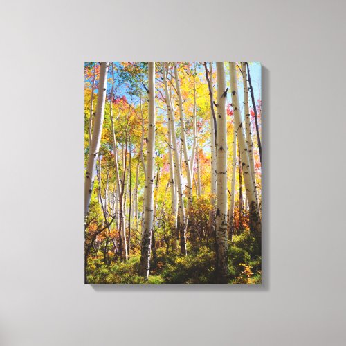 Fall colors of Aspen trees 5 Canvas Print