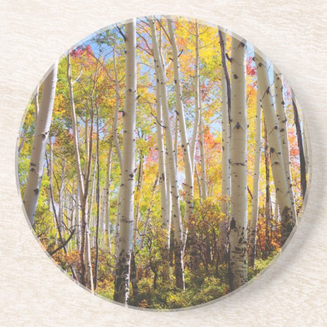 Fall colors of Aspen trees 5 Drink Coaster (Front)