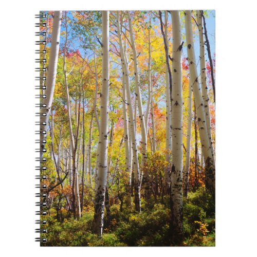 Fall colors of Aspen trees 5 Notebook