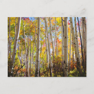 Fall colors of Aspen trees 5 Postcard