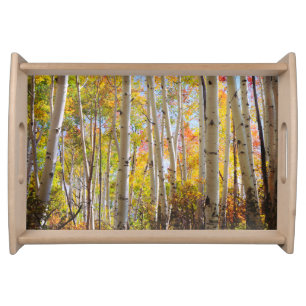 Fall colors of Aspen trees 5 Serving Tray