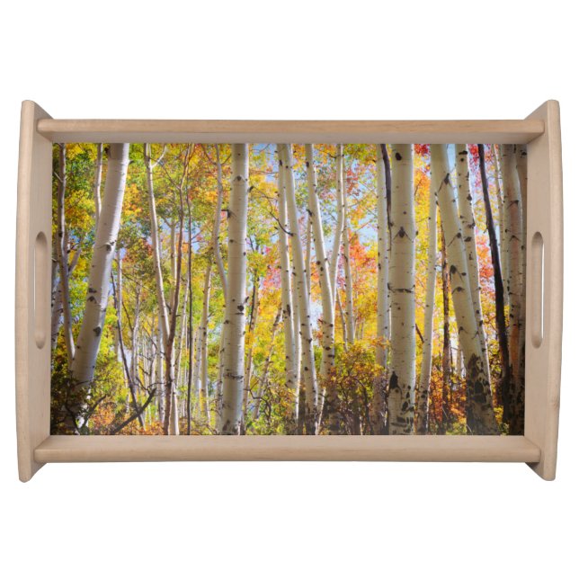 Fall colors of Aspen trees 5 Serving Tray (Front)