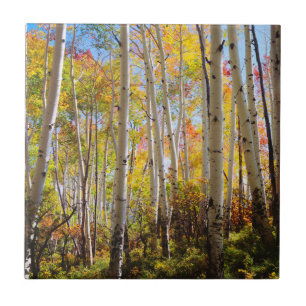 Fall colors of Aspen trees 5 Tile