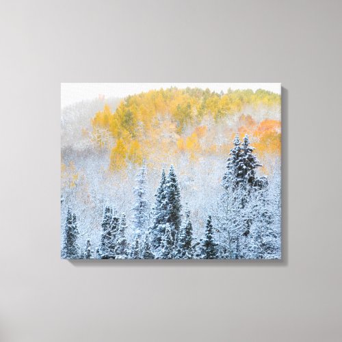 Fall Colors of Aspens  Fresh Snow Keebler Pass Canvas Print