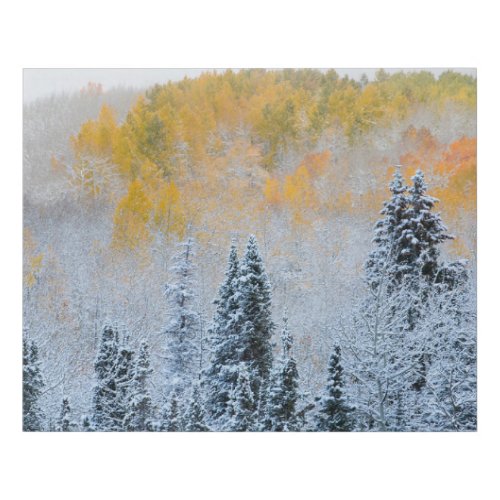 Fall Colors of Aspens  Fresh Snow Keebler Pass Faux Canvas Print