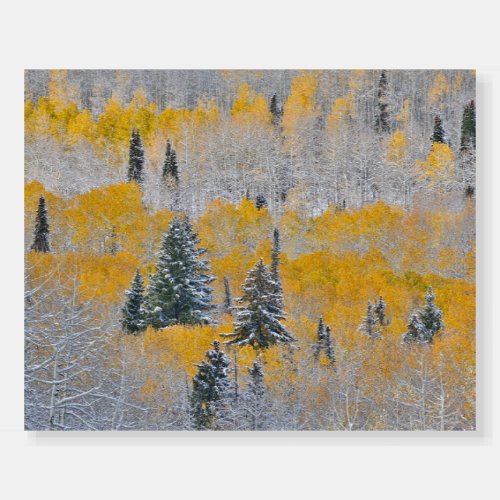 Fall Colors of Aspens  Fresh Snow Keebler Pass Foam Board
