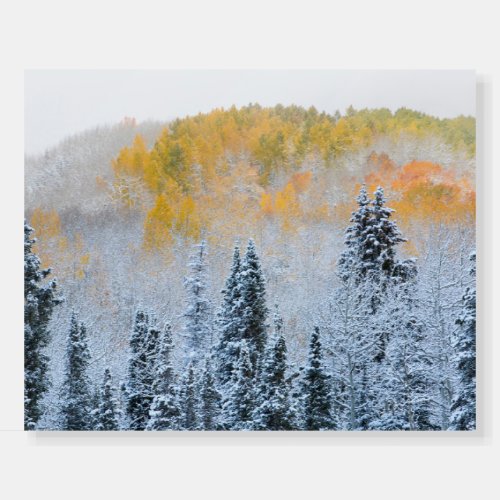 Fall Colors of Aspens  Fresh Snow Keebler Pass Foam Board