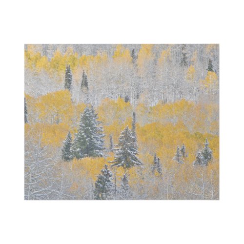 Fall Colors of Aspens  Fresh Snow Keebler Pass Gallery Wrap