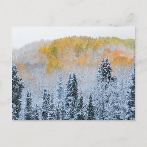 Fall Colors of Aspens  Fresh Snow Keebler Pass Postcard