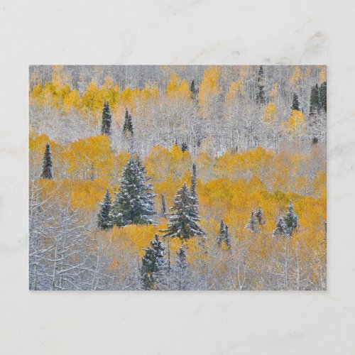 Fall Colors of Aspens  Fresh Snow Keebler Pass Postcard