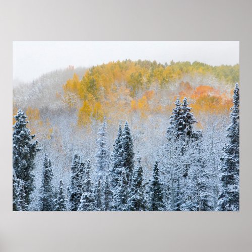 Fall Colors of Aspens  Fresh Snow Keebler Pass Poster