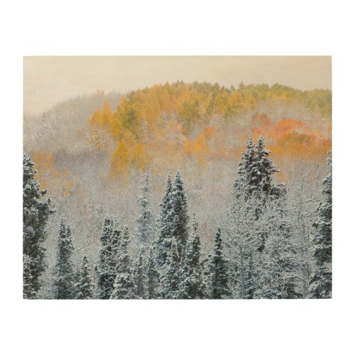 Fall Colors of Aspens  Fresh Snow Keebler Pass Wood Wall Art