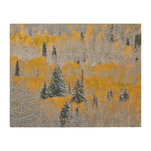Fall Colors of Aspens  Fresh Snow Keebler Pass Wood Wall Art