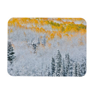 Fall Colors of Aspens Rocky Mountains, Colorado Magnet