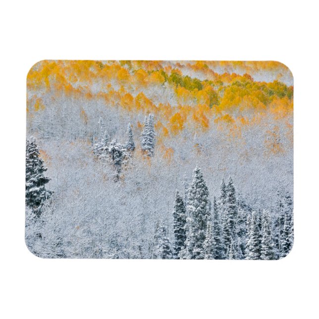 Fall Colors of Aspens | Rocky Mountains, Colorado Magnet (Horizontal)