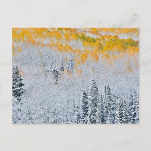 Fall Colors of Aspens  Rocky Mountains Colorado Postcard