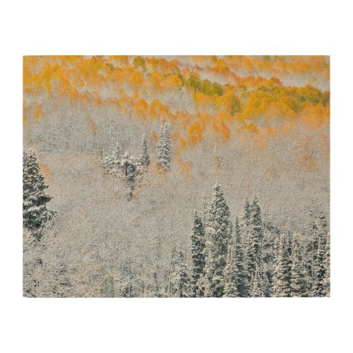 Fall Colors of Aspens  Rocky Mountains Colorado Wood Wall Art