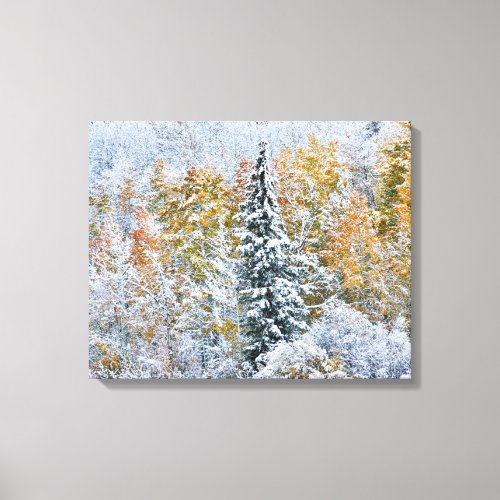 Fall Colors of Aspens  Snow Keebler Pass Canvas Print